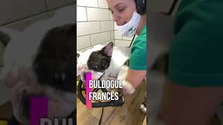 Bath in French Bulgogue