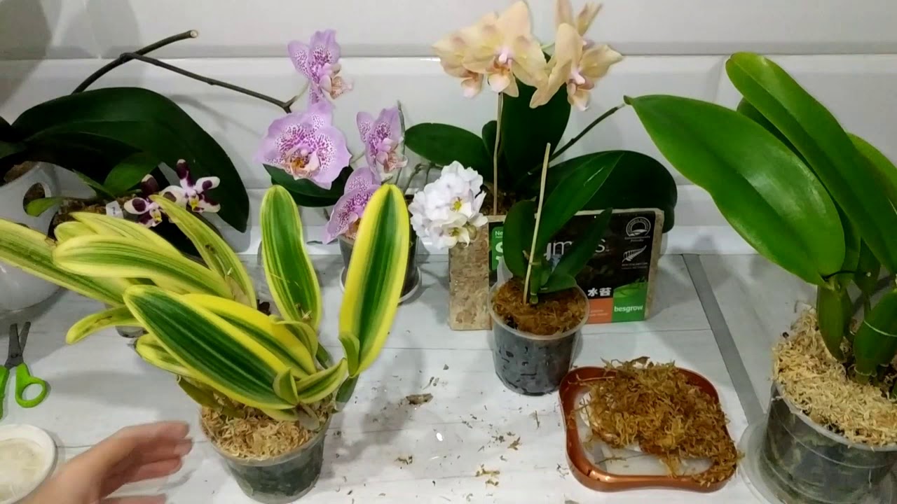 Уход за каттлеями (Cattleya), отвечаю на вопросы (часть 2)