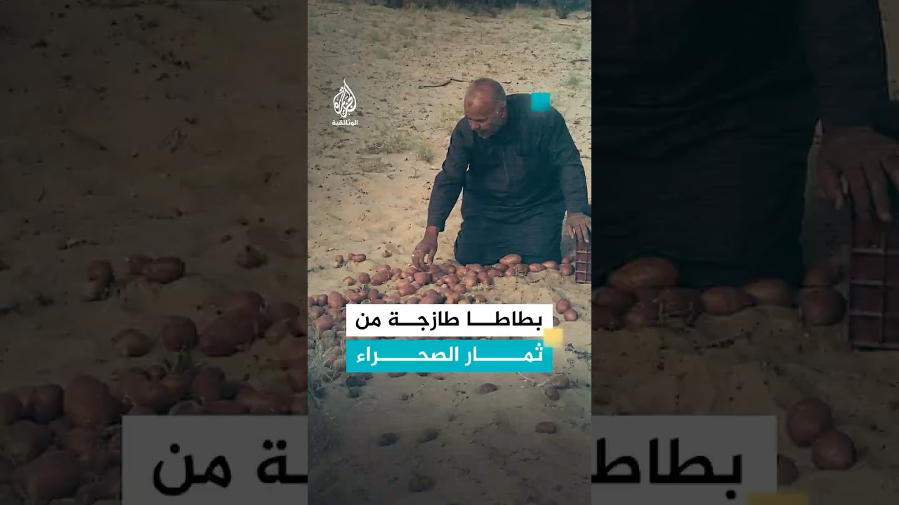 بطاطا الصحراء.. طازجة بعد 8 أشهر