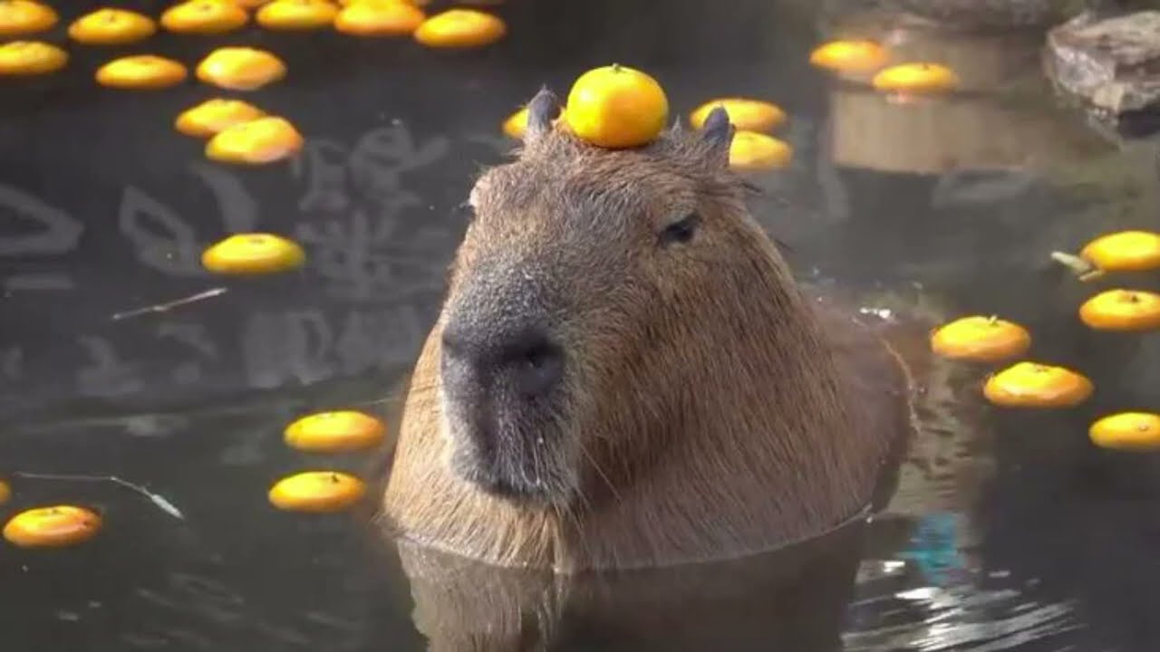 Capybaras meme  Capybaras  Know Your Meme
