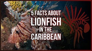 5 Facts About Lionfish In the Caribbean