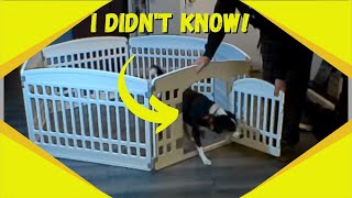 Pet Playpen Fun: Gupamiga 6-Panel!