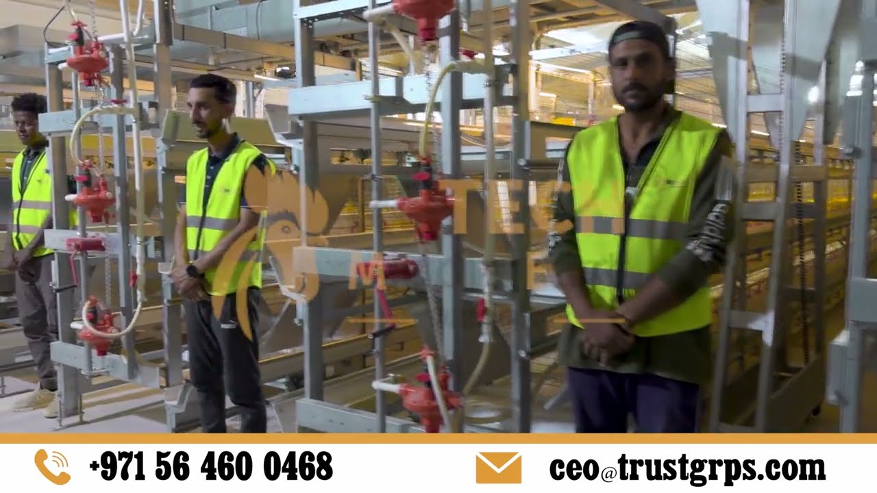 إنشاء مزرعة دواجن بالأقفاص الأوتوماتيك | Automatic Poultry Farm From Start to Operation