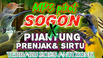 Suara pikat burung kecil‼️ kombinasi sogok ontong,pijantung,prenjak  dan SIRPU tarung terbaru