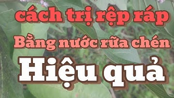 Cách trị rệp sáp trên cây ổi bằng nước rửa chén và dầu ăn hiệu quả bất ngờ!