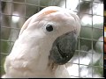 Cockatoos | Care and Breeding | Part 1 (Full)