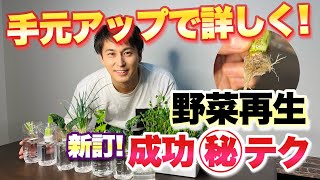 【水と日光だけ！】切れ端から野菜再生！育った後も見せて失敗しないコツをお伝えします　【園芸】【再生野菜】【ペットボトル】【水耕栽培】【リボベジ】【ガーデニング】