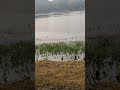 Dur tumse rahu too he bechanniya#shorts#youtubeshorts#nature#lovesong#