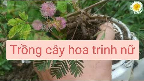 cây hoa trinh nữ bonsai (cây mắc cỡ, xấu hổ). Virgin flower bonsai @lamvuonchannel8300