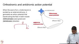 Monosynaptic Reflection