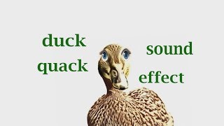 How a duck quack sound / effect ...