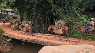 A VOLTA  PRA FAZENDA CARGUIEIROS  CARREGADOS  DE CANA ,TROPEIRO DE HONRA E CORAGEM 