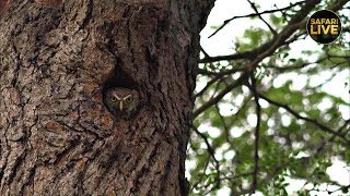 safariLIVE - Sunrise Safari - October 25, 2019