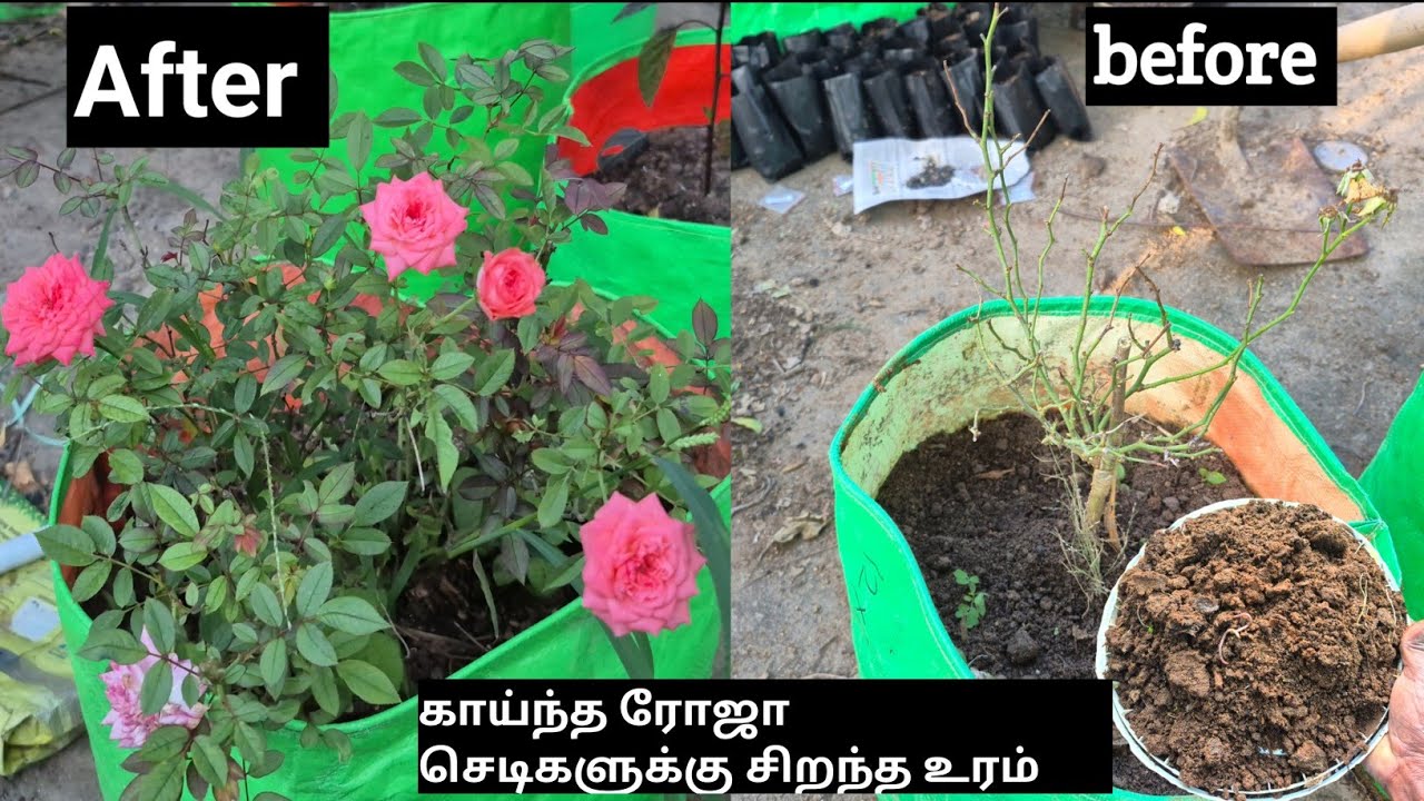 🤫ரோஜா செடி அதிக பூக்கள் பூக்க இதை கொடுங்கள் _ rose plant fertilizer tamil 