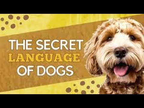 The Secret Language