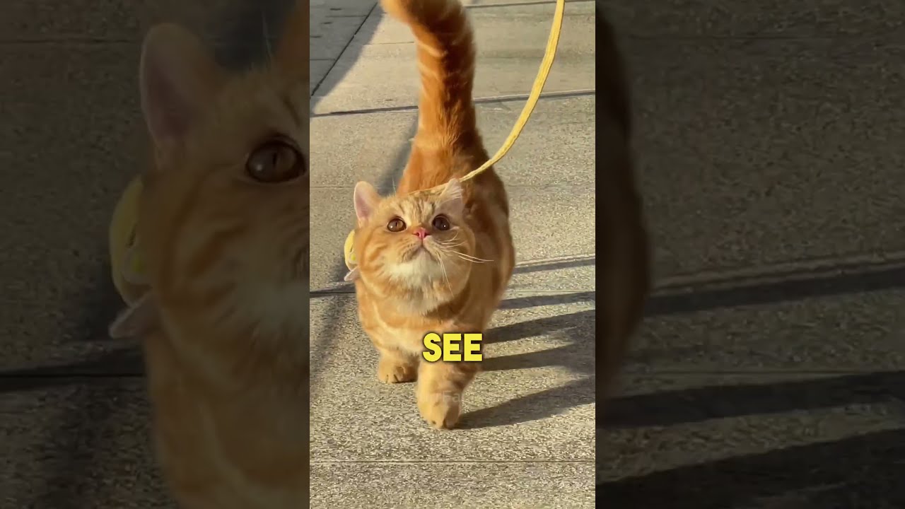  5 Signs You Re A Great Cat Owner
