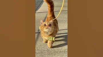 5 Signs You Re A Great Cat Owner 