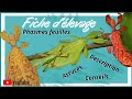 Tuto phasmes feuilles phyllium tobeloense