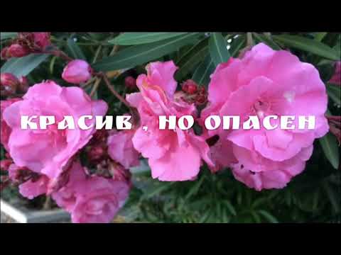 🇬🇷🌸ЦВЕТЫ ГРЕЦИИ ч2🌸ОЛЕАНДР 🌸Красив, но опасен!