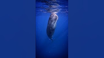 Sperm Whale checking out divers with echolocation #shorts