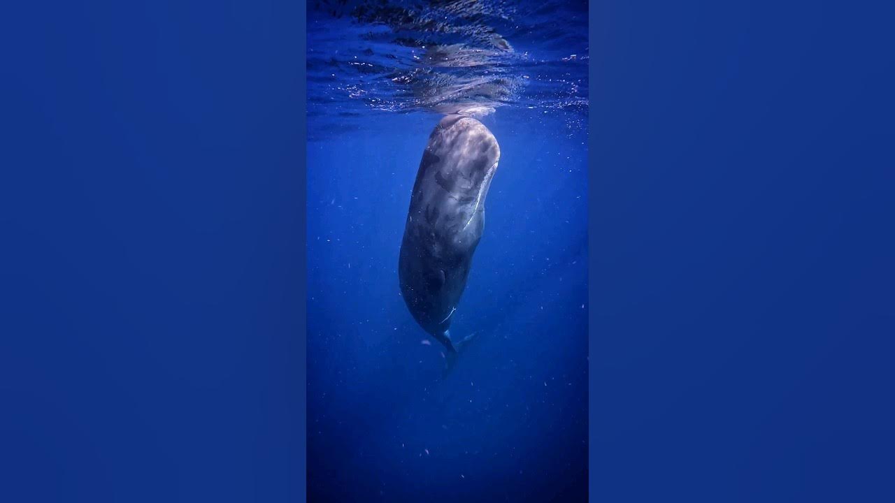 Sperm Whale checking out divers with echolocation #shorts Sperm Whale checking out divers with echolocation #shorts