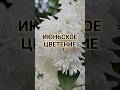 6.6.2026 ЦВЕТЕНИЕ, Лето, ИЮНЬ,, Прага 🇨🇿