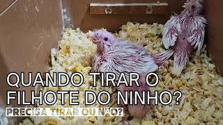 Quando Tirar os Filhotes do Ninho - Preciso Mesmo Tirar? by Berçário das Aves 1,009 views 1 month ago 7 minutes