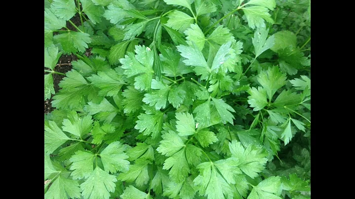 Kathleen's Herb Garden: Parsley