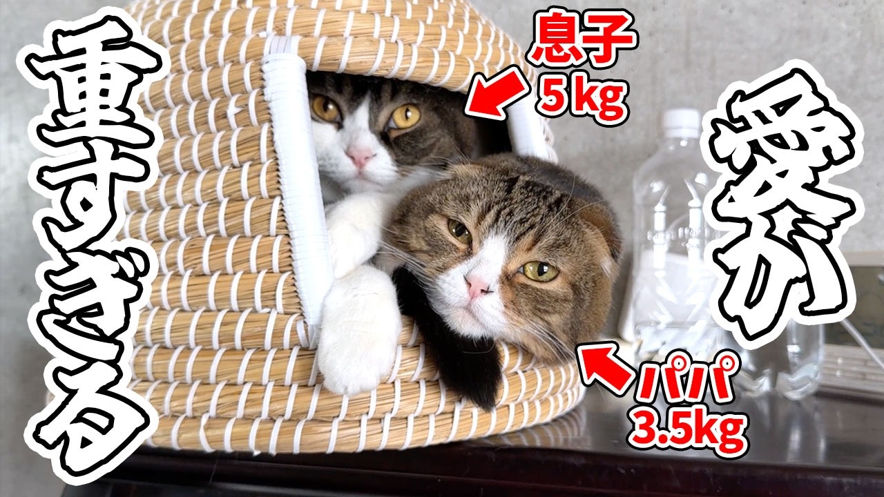 ポコ太郎 世界で1番大好きなパパ猫が引きこもって出てこないと息子猫はこうなり