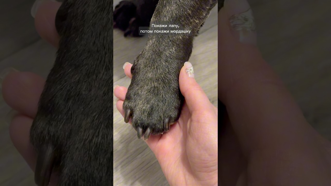 Монстрик👻 