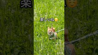 元気に走りました！#shortvideo #犬 #散歩 #公園 #かわいい