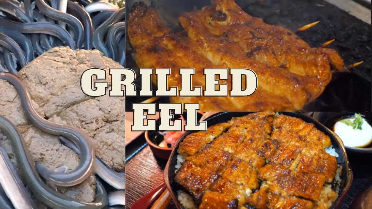 HOW TO COOK EEL II EEL PROCESSING II EEL CATCHING II EEL GRILLING
