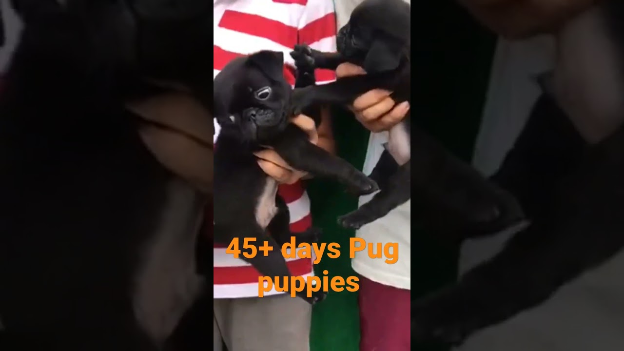 Pug puppies 45+ days 