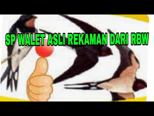 1 JAM SUARA WALET ASLI REKAMAN DARI RBW class=