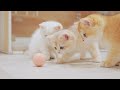 😱Kittens&#39; Shock &amp; Awww, React to Buzz Vibrating Ball