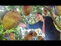 Picking big jackfruit planting peanuts planting lemon and orange trees in the garden living alone