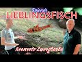 Ein ganz besonderer Fisch aus Afrika | Neonrote Zwergbarbe - Enteromius jae | Türchen 20