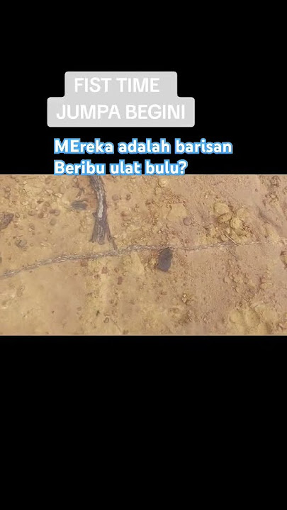Bukan se ekor tapi beribu ulat buluh