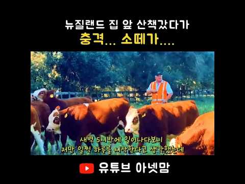 비현실적 뉴질랜드 - 집 앞 산책갔다가... 충격... 소 떼가...