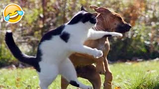 🐱 Кіт і Пес 🐶 - Друг чи Ворог❓ Підбірка Смішних Відео про Домашніх Тварин 2022 №50
