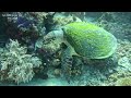 【APO Reef Natural Park Diving 2026】 Short video