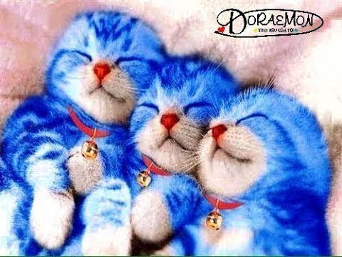 cute videos youtube Cats and Dogs Funny Video Compilation 2017[HD] || FunnyVines