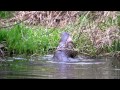 Otters Mating