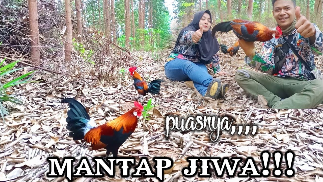Datangnya bikin penasaran MIKAT AYAM HUTAN lokasi Akasia bersama istri Tercinta