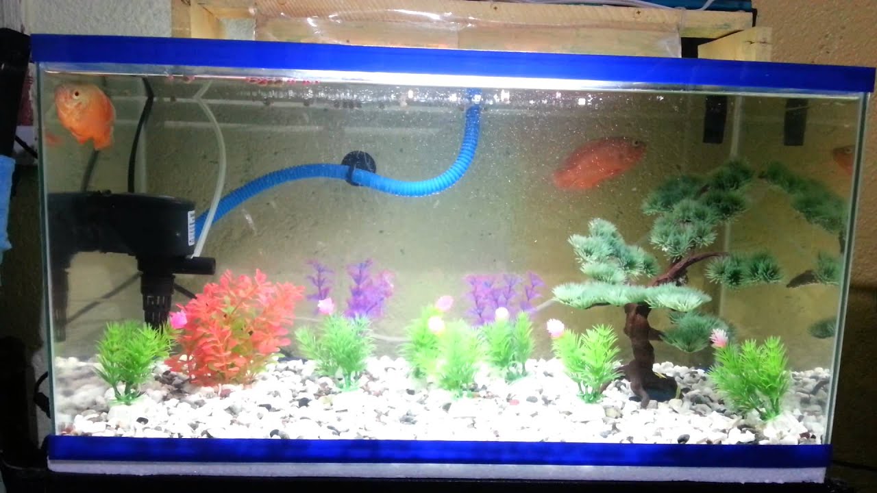 Oscar fish on 15 gallon tank filtered - YouTube Oscar fish on 15 gallon tank filtered - YouTube