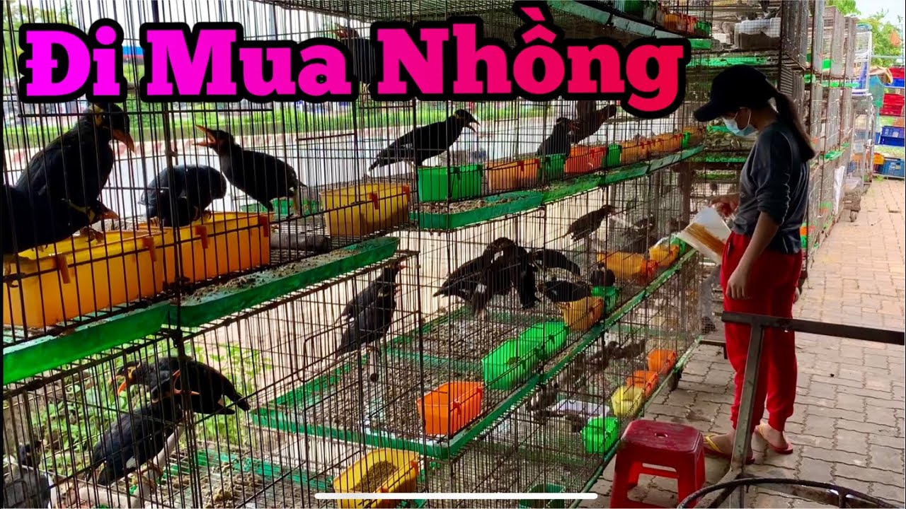 Đi Mua Chim Nhồng Và Tham Quan Trại Chim Lớn Nhất Bến Tre