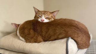 😂 Funniest Cats and Dogs Videos 😺🐶 || 🥰😹 Hilarious Animal Compilation №300