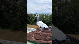 High flyer kabutro ka shonk plz guys mere channel ko subscribe kar do