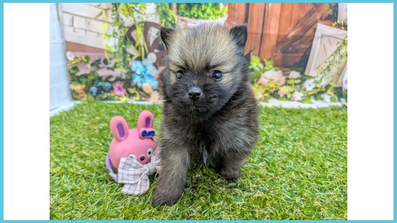 740051 ポメラニアン - YouTube