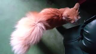 Kucing Ekor Kembang Bulu Lebat